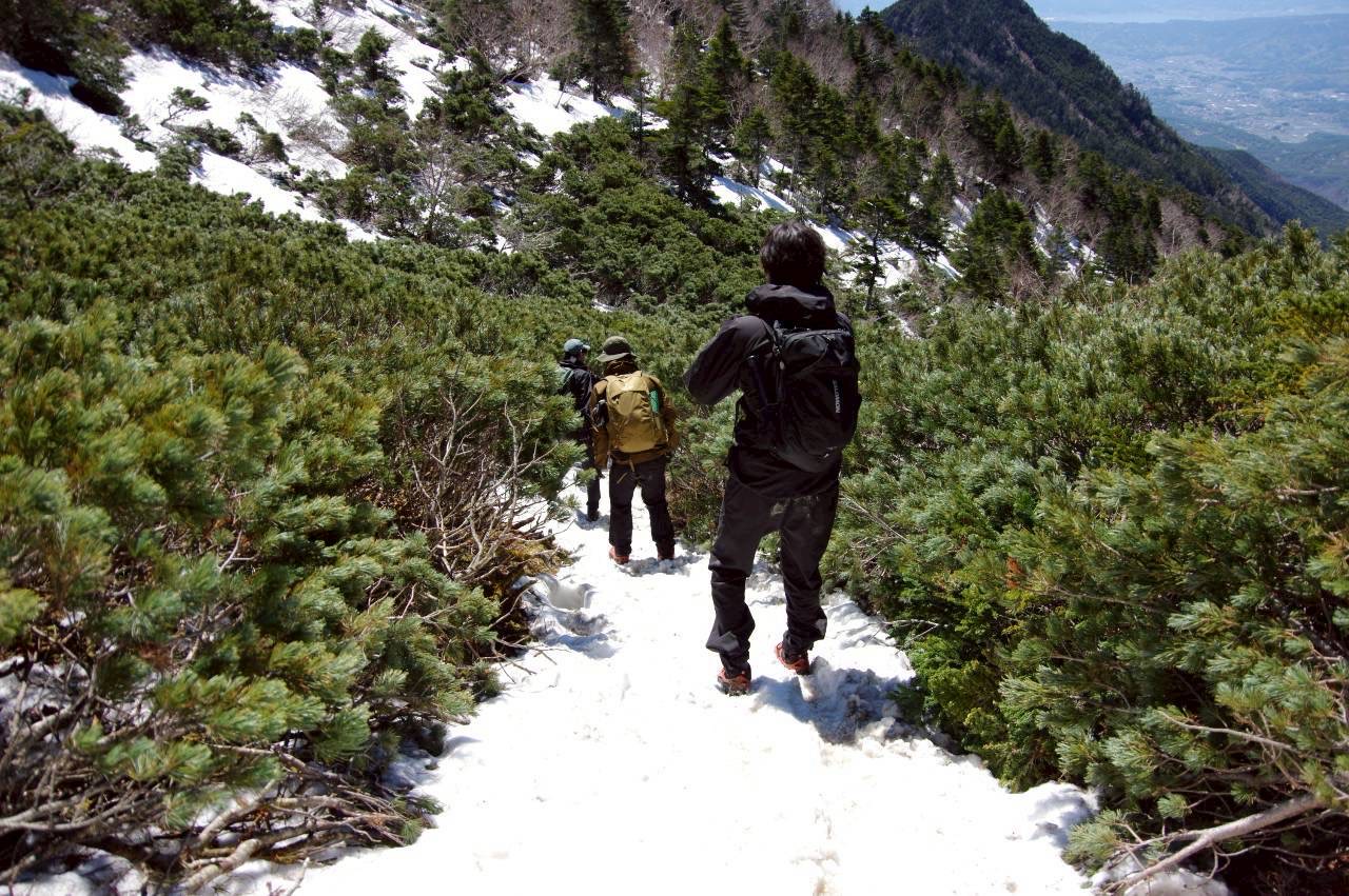 硫黄岳からの下山中、ハイマツ帯の残雪を下る登山者