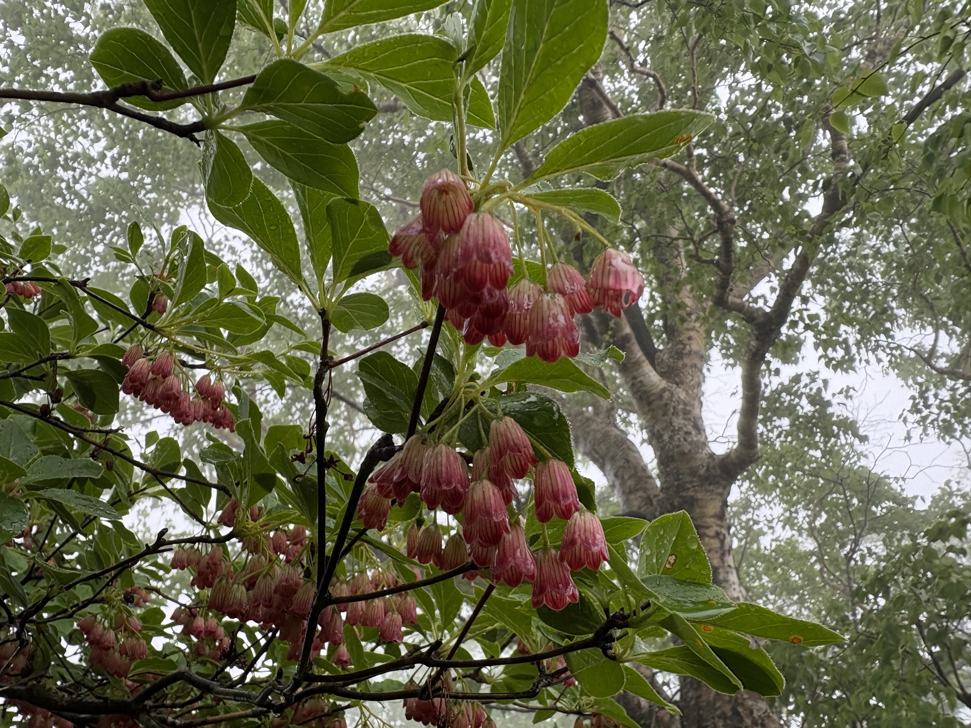 高妻山に咲くウラジロヨウラクの花