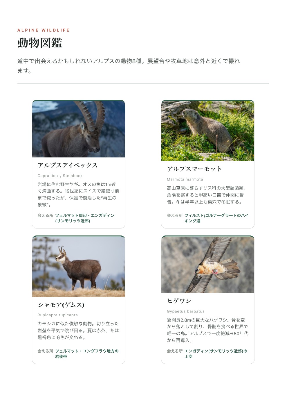 スイス旅のしおりの動植物図鑑ページ。アルプスの動物と高山植物