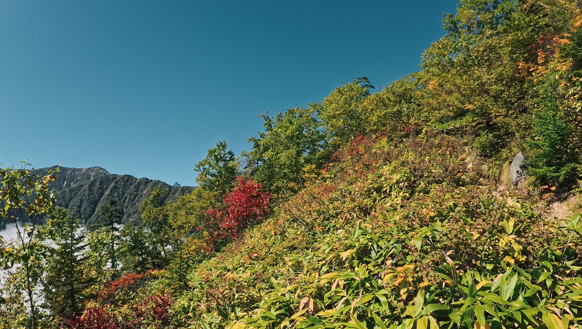 合戦尾根の上部から見下ろす雲海と紅葉